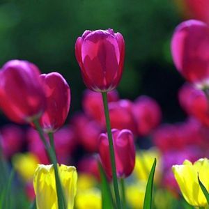 Meet your Posher, Donna